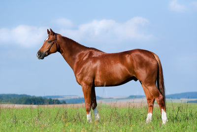 HOW TO VIDEOS TO DETERMINE YOUR HORSE'S HEALTH