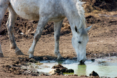 Ten Ways to Protect Water Sources on Your Horse Farm From Pollution