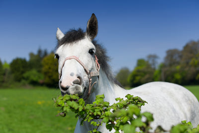 Natural Supplements For Equine Health