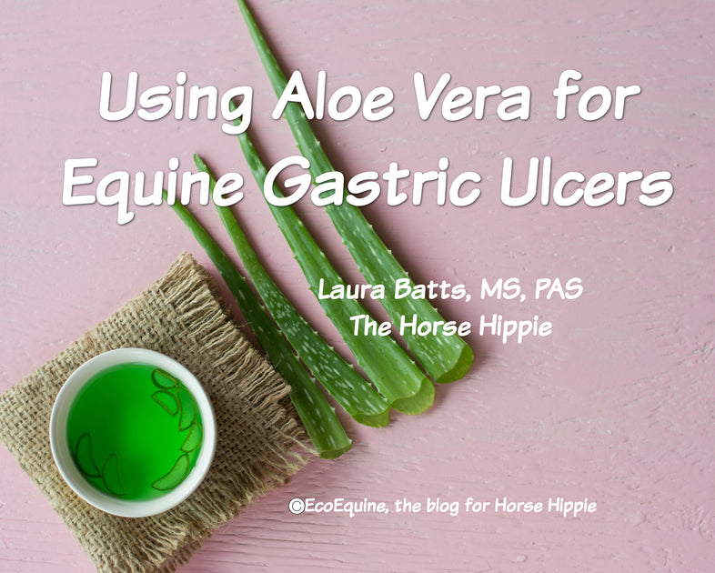 Using Aloe Vera Juice for Equine Gastric Ulcers Horse Hippie
