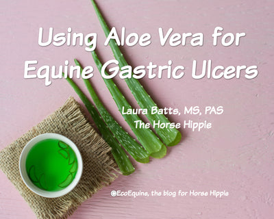 Using Aloe Vera Juice for Equine Gastric Ulcers
