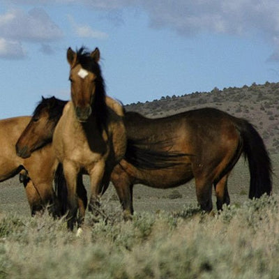 5 Things Wild Horses Can Teach Us About Horse Care