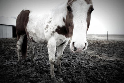 Why Horse Owners Should Care About Climate Change