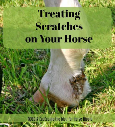 Alternative Remedies For "Scratches" in Horses