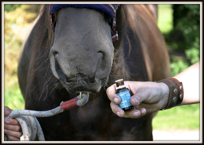 Using Essentials Oils With Your Horse