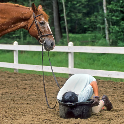 Five Common Mistakes Made When Feeding A Horse