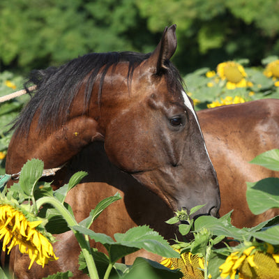 Feeding Your Horse Sunflower Seeds