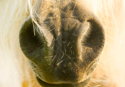 Natural Supplements for Equine Respiratory Health