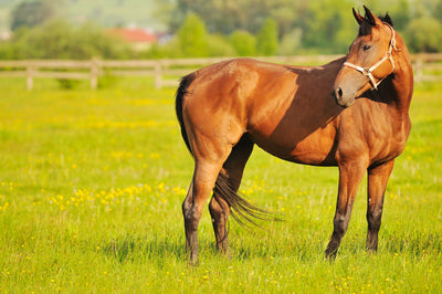 Using Natural Supplements For The Equine Nervous System