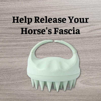 Understanding and Releasing the Fascia in Your Horse
