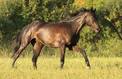 Using Natural Supplements for the Equine Musculoskeletal System