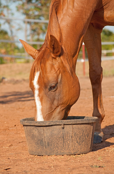 Interesting Results in Study of Horse Owners Feeding and Manure Management