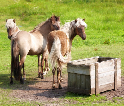 What's the Deal With Slow Feeders For Horses?