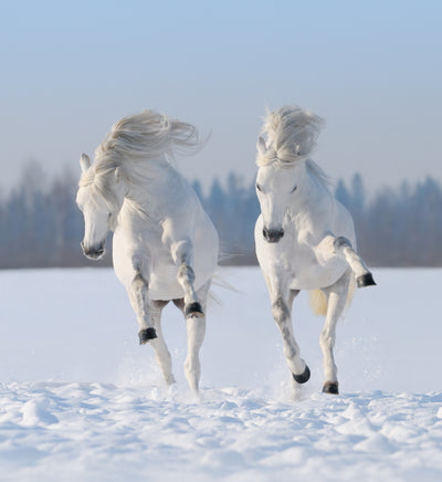 Tips for Winter Storm Horse Care Preparedness