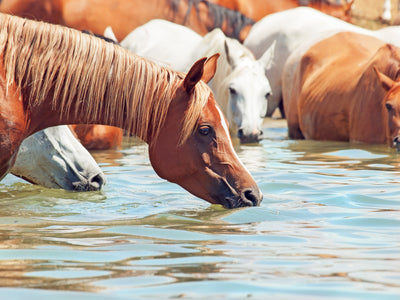 10 Tips for Getting Water Into Your Horse