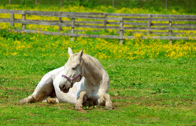 Using Natural Supplements for the Equine Immune System