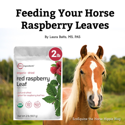Feeding Raspberry Leaves To Your Horse
