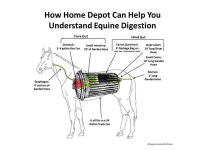 How A Trip To Home Depot Will Help You Understand Equine Digestion